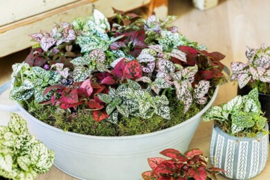 Hypoestes Coloratus® Mix (fot. Evanthia)