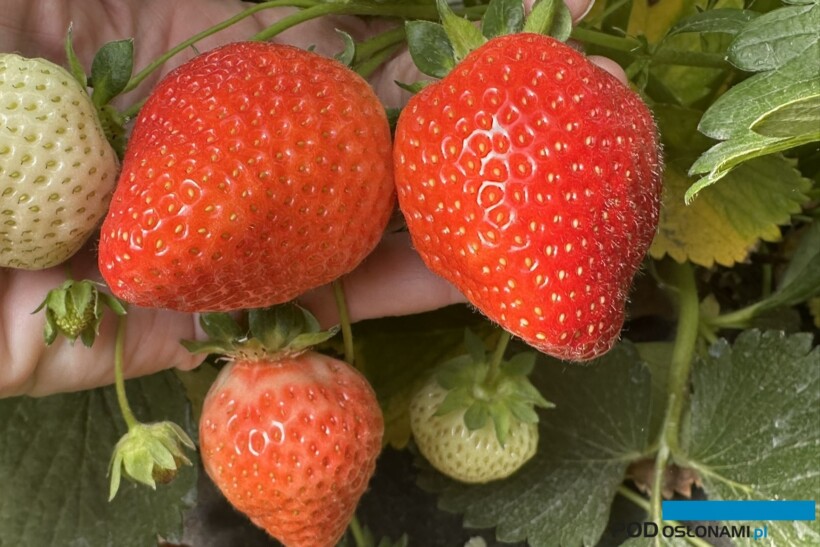 truskawki wysokiej jakości