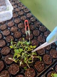 Sadzonki maliny z odrostów korzeniowych przygotowane do sadzenia w paper-potach (fot. KKD)