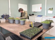 sadzonkowanie Delosperma-cooperi_BOTANISK_byliny_Belgia_2025_fot. A-Cecot