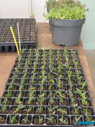 Posadzonkowana delosperma_BOTANISK_byliny_Belgia_2025_fot. A-Cecot