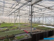 Obiekt z uprawą siewek i ukorzenianiem sadzonek bylin_BOTANISK_byliny_Belgia_2025_fot. A-Cecot