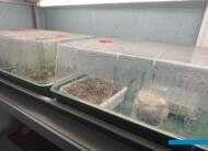 wysiewy roślin rodzimych_ Botanisk_byliny_Belgia_04-2025_fot. A-Cecot