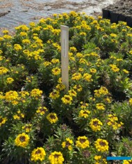 Erysimum suffruticosum 'Goldstaub'_Botanisk_04-2025_fot. A-Cecot