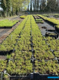 Byliny na kontenerowni (tu: zagon z rozplenicą_BOTANISK_Belgia_2025_fot. A-Cecot