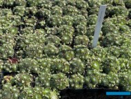 Sempervivum arachnoideum_Botanisk_04-2025_fot. A-Cecot