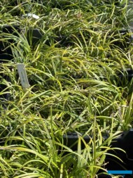 Carex morrowii 'Irish Green_Botanisk_04-2025_fot. A-Cecot