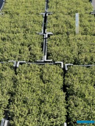 Thymus vulgaris 'Compactus'_Botanisk_04-2025_fot. A-Cecot