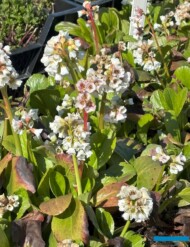 Bergenia cordifolia 'Snowtime_Botanisk_04-2025_fot. A-Cecot