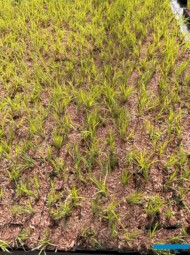 Carex elata 'Aurea' po przesadzeniu do doniczek P9_BOTANISK_byliny_Belgia_2025_fot. A-Cecot