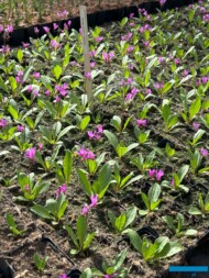 Dodecatheon meadia_Botanisk_04-2025_fot. A-Cecot