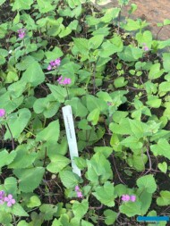 Lunaria annua 'Chedglow_Botanisk_04-2025_fot. A-Cecot