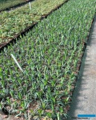 Liriope muscari 'Monroe White_Botanisk_04-2025_fot. A-Cecot