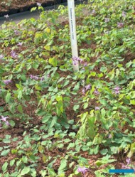 Epimedium grandiflorum 'Lilafee'_Botanisk_04-2025_fot. A-Cecot