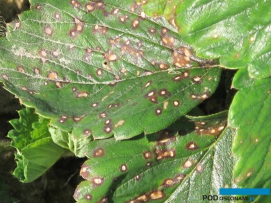 Choroby liści są co roku problemem w uprawie truskawki