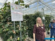 ISFC Delphy, Soft Fruit Field Day, Delphy