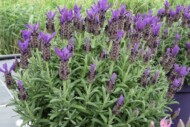 Lavandula stoechas Fantasia Early Purple (Decock Plants)