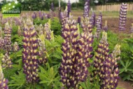 Lupinus polyphyllus Gallery® Bicolore Yellow Blue (HM.CLAUSE)