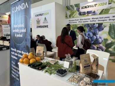 Od niedawna borówki produkowane są w Zimbabwe (fot. DŁB)
