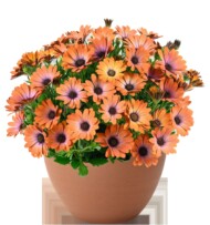 Osteospermum ecklonis BESTIES™ Inspiring Orange (fot. Danziger)