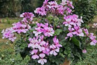 Pelargonium Calliope® Landscape Rock’n Rose (Syngenta Flowers)