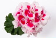 Pelargonium zonale pac® Darkline Spanish Wine® White Splash (Elsner pac Vertriebsgesellschaft mbH)