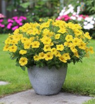 ×Petchoa BeautiCal® Yellow Sun Imp. (Sakata)