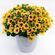 Petunia Crazytunia Bananarama (Westhoff)