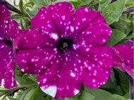 Petunia TOP-TUNIA Spotty Purple (Gruppo Padana)