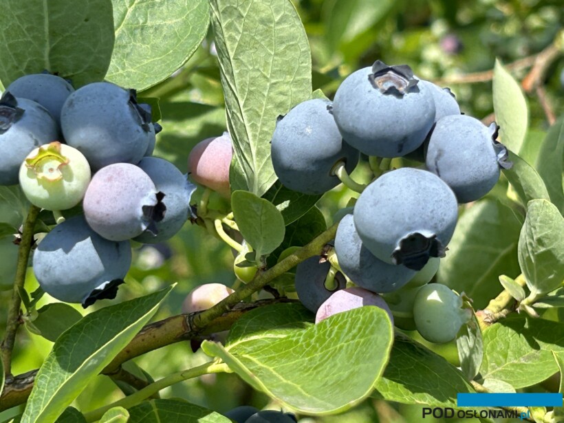 Polska jest jednym z największych producentów borówek w Europie (fot. DŁB)