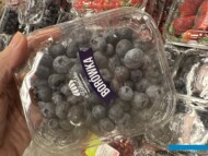 Polska jest jednym z największych producentów borówek w Europie (fot. DŁB)
