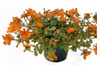 Portulaca - odmiana z grupy (serii) Supertula (Kientzler Jungpflanzen)