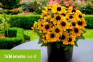 Rudbeckia hirta Tablemate Gold (Benary Samenzucht)