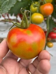 Owoc pomidora porażonego przez Tomato fruit blotch virus – ToBFV, czyli Blunervirus solani (fot. Salvatore Walter Davino)