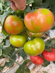 Owoce pomidora porażonego przez Tomato fruit blotch virus – ToBFV, czyli Blunervirus solani (fot. Salvatore Walter Davino)(fot. Salvatore Walter Davino)