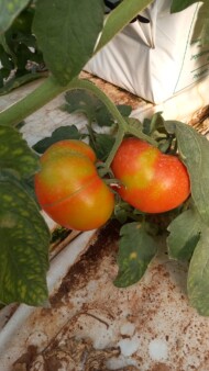 Owoce pomidora porażonego przez Tomato fruit blotch virus – ToBFV, czyli Blunervirus solani (fot. Salvatore Walter Davino)