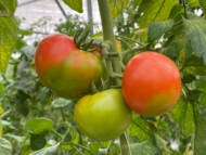 Owoce pomidora porażonego przez Tomato fruit blotch virus – ToBFV, czyli Blunervirus solani(fot. Salvatore Walter Davino)