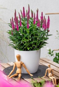 Veronica Lancita™ Pink, hodowli firmy Vitroflora