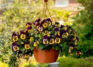 Viola ×wittrockiana Top Wave™ F1 Purple Sunburst (PanAmerican Seed)