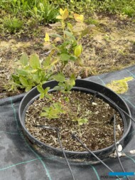 Borówka w pojemnikach: emitery do dostarczania wody