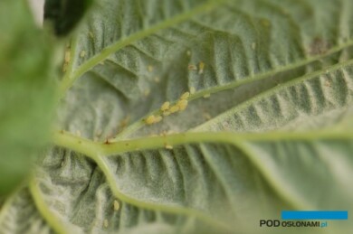 Populacja mszycy na truskawce