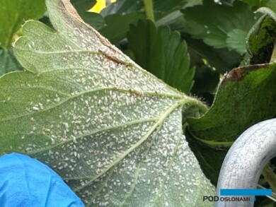 Mączlik na liściu truskawki