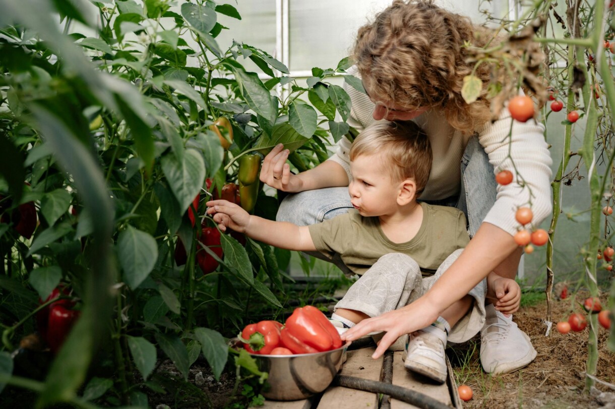 Mama i jej mały synek zbierają dorodne papryki z przydomowej uprawy, https://www.pexels.com/pl-pl/zdjecie/warzywa-kobieta-ogrod-pomidory-5479041/