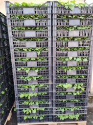 Sadzonki malin w doniczkach typu paper pot przygotowane do wysyłki (fot. KKD)