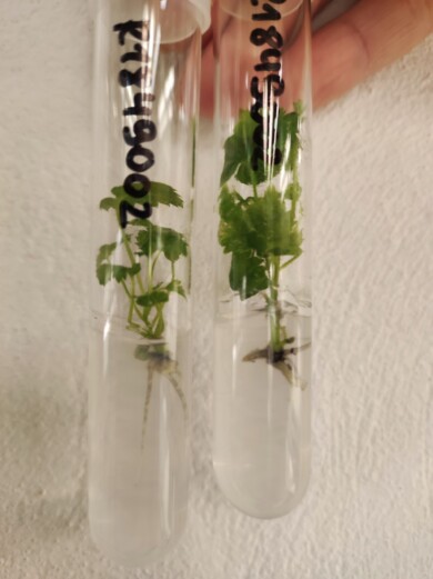 Rozmnażanie malin w kulturach in vitro (fot. KKD)