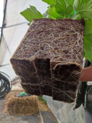 Dobrze ukorzeniona sadzonka maliny w doniczce (fot. KKD)