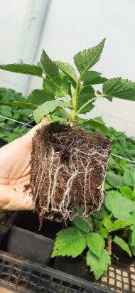 Dobrze ukorzeniona sadzonka maliny w doniczce (fot. KKD)