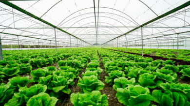 Obraz zawierający uprawę sałaty w szklarni - ochrona biologiczna przed szkodnikami przy użyciu Azatin EC