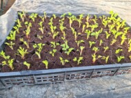 Świeżo ukorzenione sadzonki maliny w doniczkach typu paper-pot (fot. KKD)