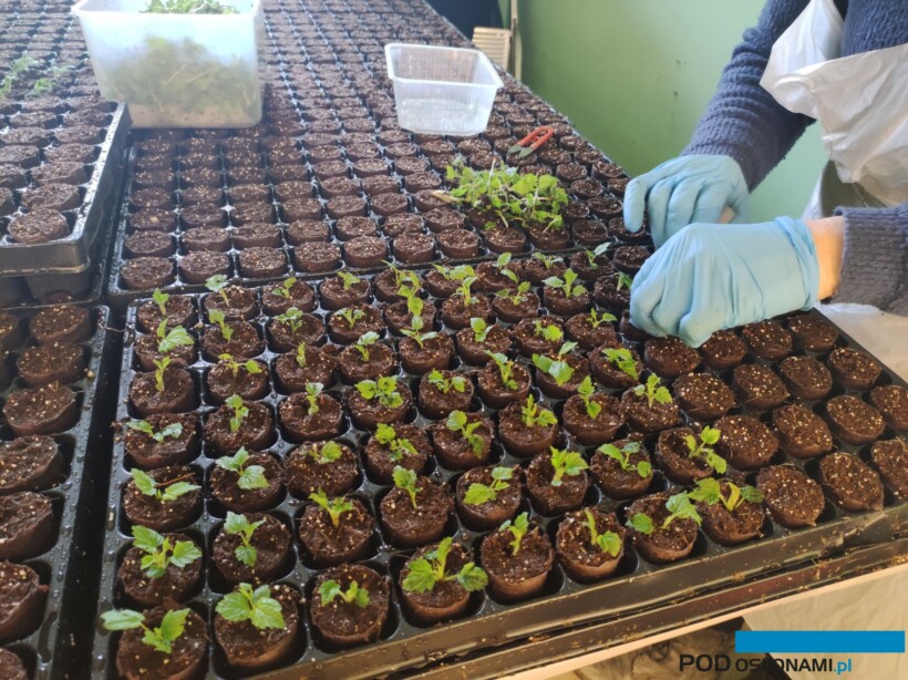 Ukorzenianie odrostów korzeniowych malin w doniczkach typu paper-pot (fot. KKD)